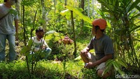 Suwek atau umbi dari bunga bangkai itu, bisa jadi bermacam-macam olahan dan makanan tradisional. Kendati sekarang sudah banyak makanan modern, masyarakat setempat masih banyak yang mengonsumsi suwek.