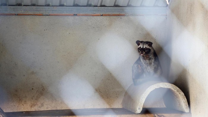 cerpelai atau mink The young weasel in the big cage.