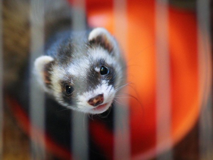 The young weasel in the big cage.