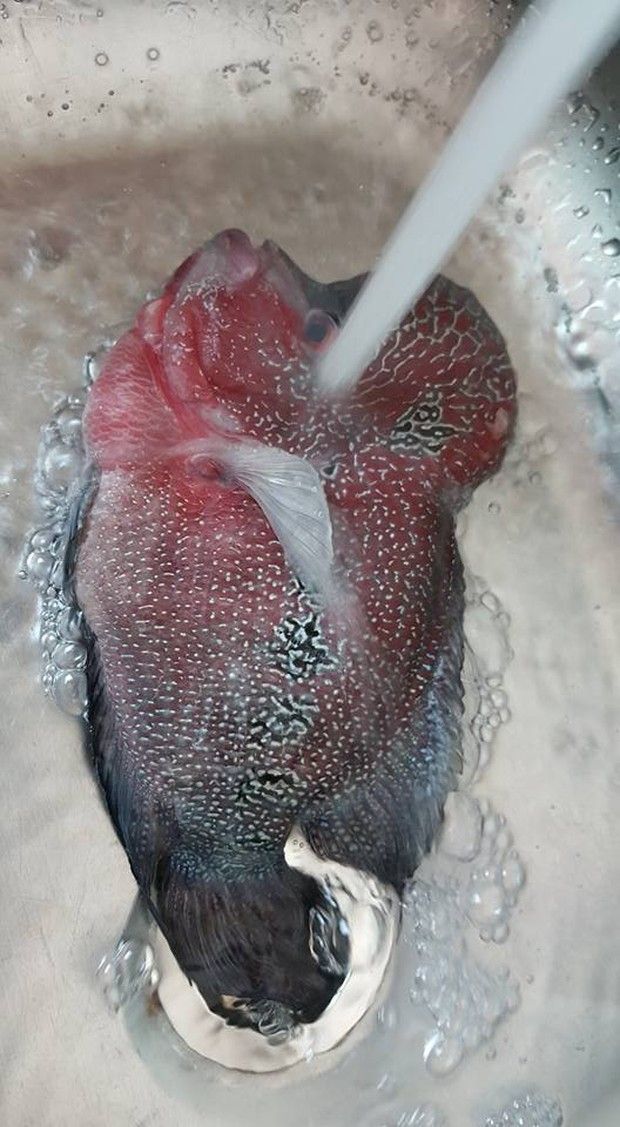 Harganya Jutaan Rupiah, 5 Ikan Hias Ini Malah Digoreng