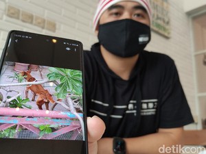 Sedih, Anjing-Kucing di Semarang Ikut Terlantar Gegara Corona