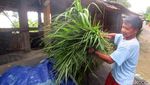Peternak Sapi di Cangkringan Masih Tetap Bertahan