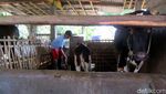 Peternak Sapi di Cangkringan Masih Tetap Bertahan