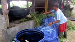 Peternak Sapi di Cangkringan Masih Tetap Bertahan
