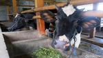 Peternak Sapi di Cangkringan Masih Tetap Bertahan