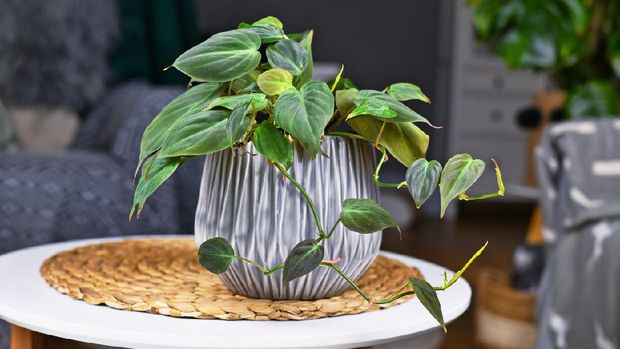 Tropical 'Philodendron Hederaceum Micans' houseplant with heart shaped leaves with velvet texture in gray flower pot on coffee table Foto: Getty Images/iStockphoto/Firn