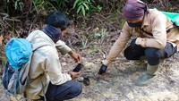 Selain membentuk Tim Ranger, RLU perusahaan karet alam terintegrasi secara berkelanjutan melakukan upaya perlindungan dan pelestarian satwa dan ekosistemnya termasuk mengalokasikan lahan seluas 9.700 ha sebagai WCA, yakni area lindung yang merupakan habitat beragam satwa liar termasuk Gajah Sumatera yang terancam punah. Foto: dok. RLU