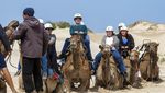 Wisata Menunggangi Unta di Bukit Pasir Australia