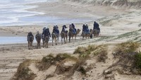 Tanpa harus ke negara Arab, warga dapat merasakan menunggangi unta dan menikmati teriknya bukit pasir.