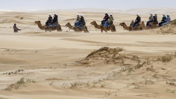 Wisata Menunggangi Unta di Bukit Pasir Australia Camels are led by their handler as tourists enjoy a ride along the sand dunes at Stockton Beach near Nelson Bay, Australia, Friday, Nov. 6, 2020. Stockton Beach is home to the largest continuous mobile sand dunes in the Southern Hemisphere with some over 30 meters (98 feet) high. (AP Photo/Mark Baker)