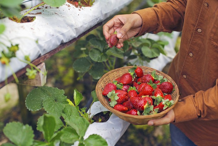 Wisata petik buah Seru! Di 5 Wisata Petik Buah Ini Bisa Petik Strawberry hingga Buah Naga