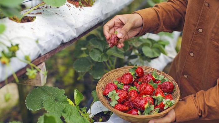 Seru! Di 5 Wisata Petik Buah Ini Bisa Petik Strawberry hingga Buah Naga