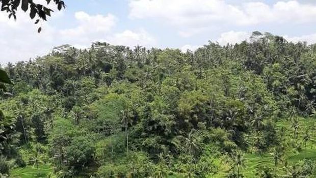 Agrowisata Kamulilir di Bali