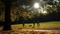 Keindahan musim gugur tidak dilewatkan oleh warga sekitar untuk menikmatinya. Owen Humphreys/PA via AP.