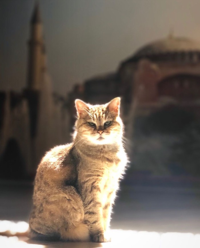 Gli, kucing penjaga Hagia Sophia