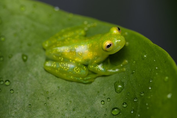 Bagaimana Daur Hidup Katak? Cek di Sini Penjelasannya