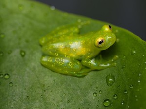 Waduh, Katak Betina Ternyata Suka Pura-pura Mati untuk Hindari Katak Jantan