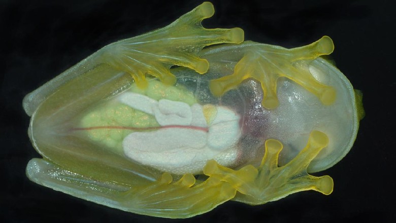 Katak kaca dari amazon Katak kaca dari amazon