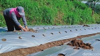 Warga tiga desa, Desa Tegalmulyo, Kecamatan Kemalang di radius lima kilometer masih berkegiatan normal.