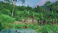 Seorang warga tampak beraktivitas di kawasan Desa Tegalmulyo, Kecamatan Kemalang, Klaten, Jawa Tengah, Minggu (8/11/2020).