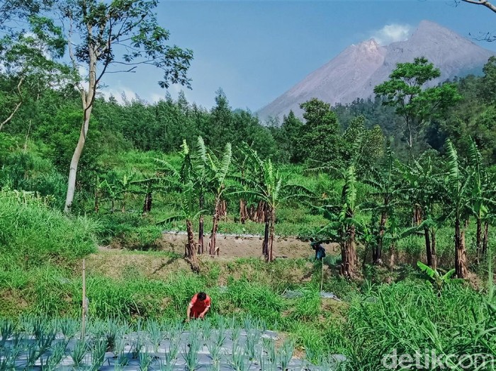 Melihat Aktivitas Warga di Kawasan Rawan Bencana Gunung Merapi Sejumlah warga di kawasan rawan bencana Gunung Merapi tampak beraktivitas normal. Sebagian warga datang untuk bekerja dan saat sore hari kembali ke pengungsian.