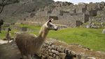 Pesona Machu Picchu, Objek Wisata Nomor 1 di Peru yang Dibuka Lagi