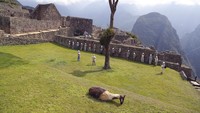 Operator tur menawarkan paket seharga $ 250 untuk mengunjungi Machu Picchu, yang sebelum pandemi akan menelan biaya setidaknya $ 750.