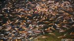 Seru, Warga Antusias Kasih Makan Ikan di Saluran Air Kawasan GBK