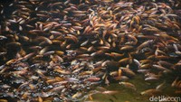 Saluran air yang dipenuhi ikan itu pun menjadi hiburan tersendiri bagi warga yang beraktivitas di kawasan GBK. 
