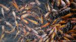 Seru, Warga Antusias Kasih Makan Ikan di Saluran Air Kawasan GBK