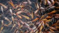 Ikan-ikan tersebut berkumpul untuk memakan pakan ikan yang diberikan warga.
