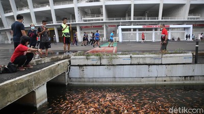 Seru, Warga Antusias Kasih Makan Ikan di Saluran Air Kawasan GBK