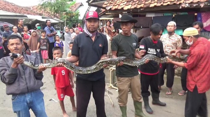Warga di Purwakarta berhasil menangkap ular yang kerap memangsa ternak.