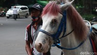 Salah satu pemilik kuda tunggang asal Lembang, Ade (68) mengatakan di masa pandemi COVID-19 seperti saat ini wisatawan yang ingin naik kuda tunggang masih belum bergeliat.