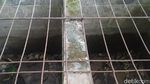 2 Buaya Ini Dipelihara di Dalam Rumah Lho