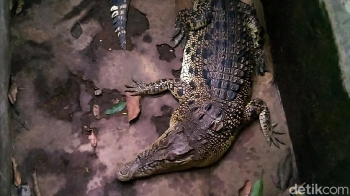 Dua ekor buaya muara atau Crocodylus porosus dipelihara warga di tengah perkampungan di Kabupaten Pekalongan, Jawa Tengah.