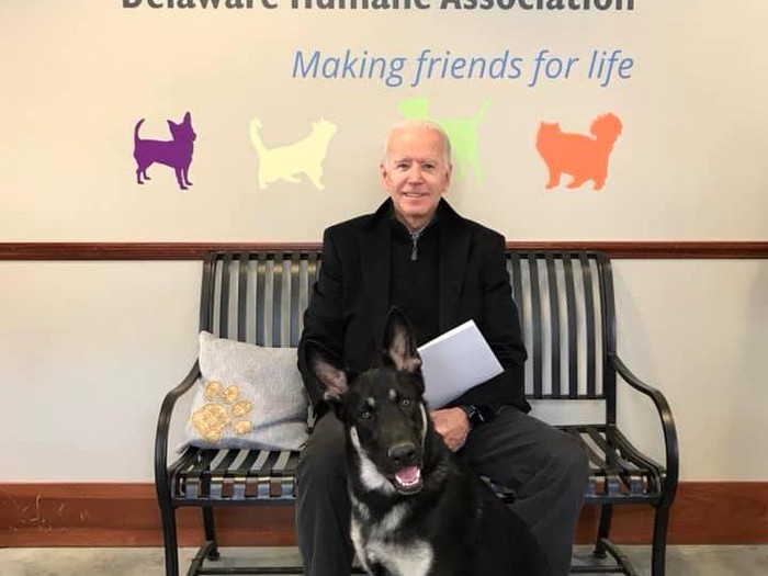 Anjing peliharaan Joe Biden bernama Major