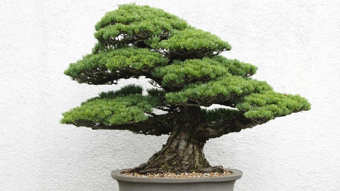Bonsai tree in ceramic pot.