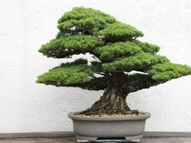 Jangan Taruh 6 Tanaman Cantik Ini di Dalam Rumah, Bahaya!