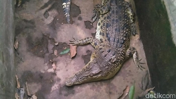 Buaya muara yang dipelihara warga di Kabupaten Pekalongan, Senin (9/11/2020).