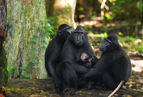Cagar Biosfir Bunaken Tangkoko Minahasa. Cagar biosfer ini merupakan rumah bagi lebih dari 130 spesies mamalia termasuk tarsius Dian. Cagar Biosfir Bunaken Tangkoko Minahasa. Cagar biosfer ini merupakan rumah bagi lebih dari 130 spesies mamalia termasuk tarsius Dian.