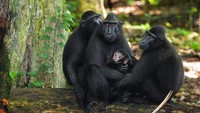 Cagar Biosfir Bunaken Tangkoko Minahasa. Cagar biosfer ini merupakan rumah bagi lebih dari 130 spesies mamalia termasuk tarsius Dian.