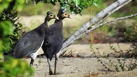 Cagar Biosfir Bunaken Tangkoko Minahasa. Wilayah ini memperoleh keuntungan dari produksi kakao, kopi, perikanan, dan ekowisata. Cagar ini merupakan ekosistem vulkanik yang memiliki keanekaragaman hayati bawah laut yang sangat kaya.