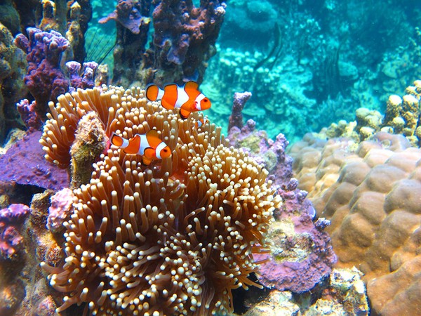 Pesona bawah laut Cagar Biosfer Karimunjawa-Jepara-Muria. Cagar ini terletak di Jawa Tengah terletak di wilayah pegunungan yang mengelilingi Gunung Muria. Pesona bawah laut Cagar Biosfer Karimunjawa-Jepara-Muria. Cagar ini terletak di Jawa Tengah terletak di wilayah pegunungan yang mengelilingi Gunung Muria.