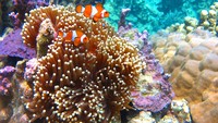 Pesona bawah laut Cagar Biosfer Karimunjawa-Jepara-Muria. Cagar ini terletak di Jawa Tengah terletak di wilayah pegunungan yang mengelilingi Gunung Muria.
