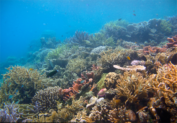Cagar Karimunjawa-Jepara-Muria. Cagar Karimunjawa Jepara-Muria yang baru diakui UNESCO ini adalah ekosistem unik yang merupakan gabungan kepulauan, dataran rendah dan pegunungan. Cagar Karimunjawa-Jepara-Muria. Cagar Karimunjawa Jepara-Muria yang baru diakui UNESCO ini adalah ekosistem unik yang merupakan gabungan kepulauan, dataran rendah dan pegunungan.