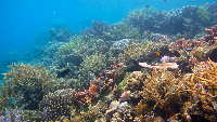 Cagar Karimunjawa-Jepara-Muria. Cagar Karimunjawa Jepara-Muria yang baru diakui UNESCO ini adalah ekosistem unik yang merupakan gabungan kepulauan, dataran rendah dan pegunungan.