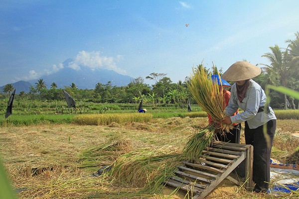 Cagar Merapi Merbabu Menoreh. Tipe hutan pegunungan Jawa-Bali di lokasi tersebut melindungi keanekaragaman hayati di wilayah Indo / Malaya serta formasi batu kapur di wilayah Menorah.