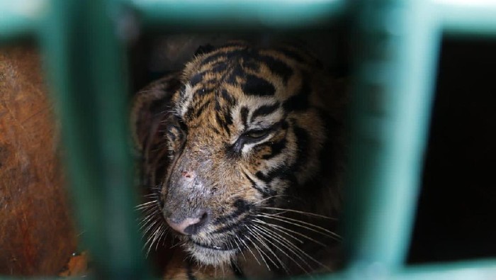 Harimau Sumatera yang dilepasliarkan di Hutan Lindung, Aceh (Foto : dok BKSDA Aceh)