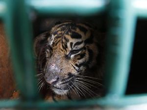 Dievakuasi Usai Terkena Jerat, Harimau di Aceh Dilepas ke Hutan Lindung